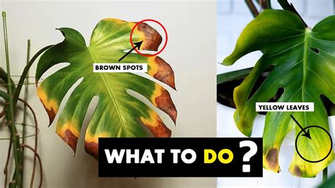 monstera turning yellow and brown|9 Causes of Monstera Leaves Turning Brown (And How To Fix)